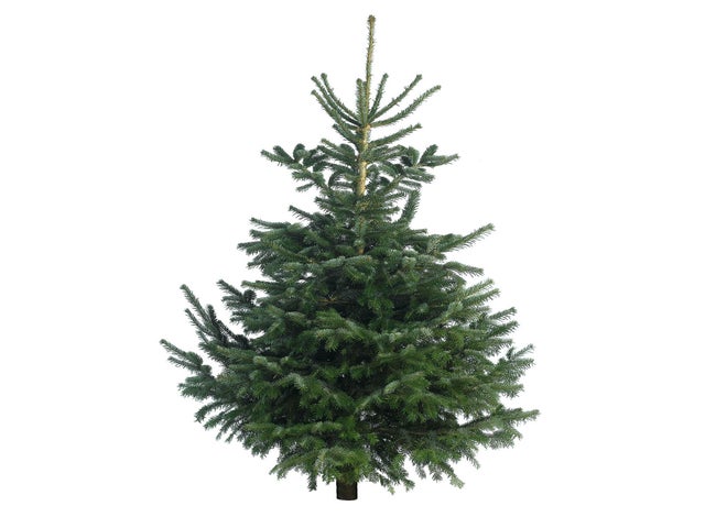 Best Real Christmas Trees That Smell Great And Don T Drop Needles The Independent