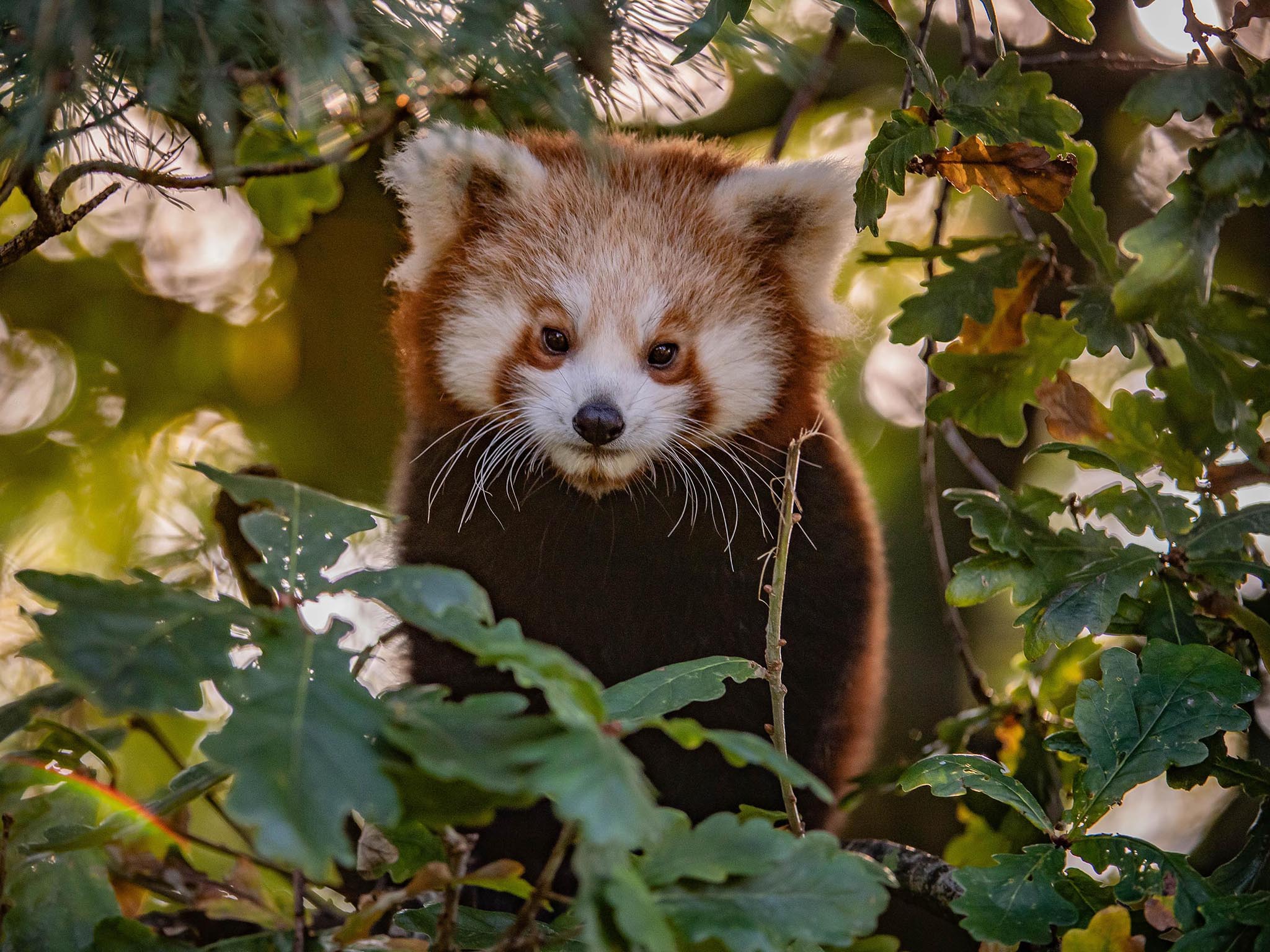 Here’s looking at you, kid: a red panda cub emerges from its Chester Zoo den in ‘The Secret Life of the Zoo’