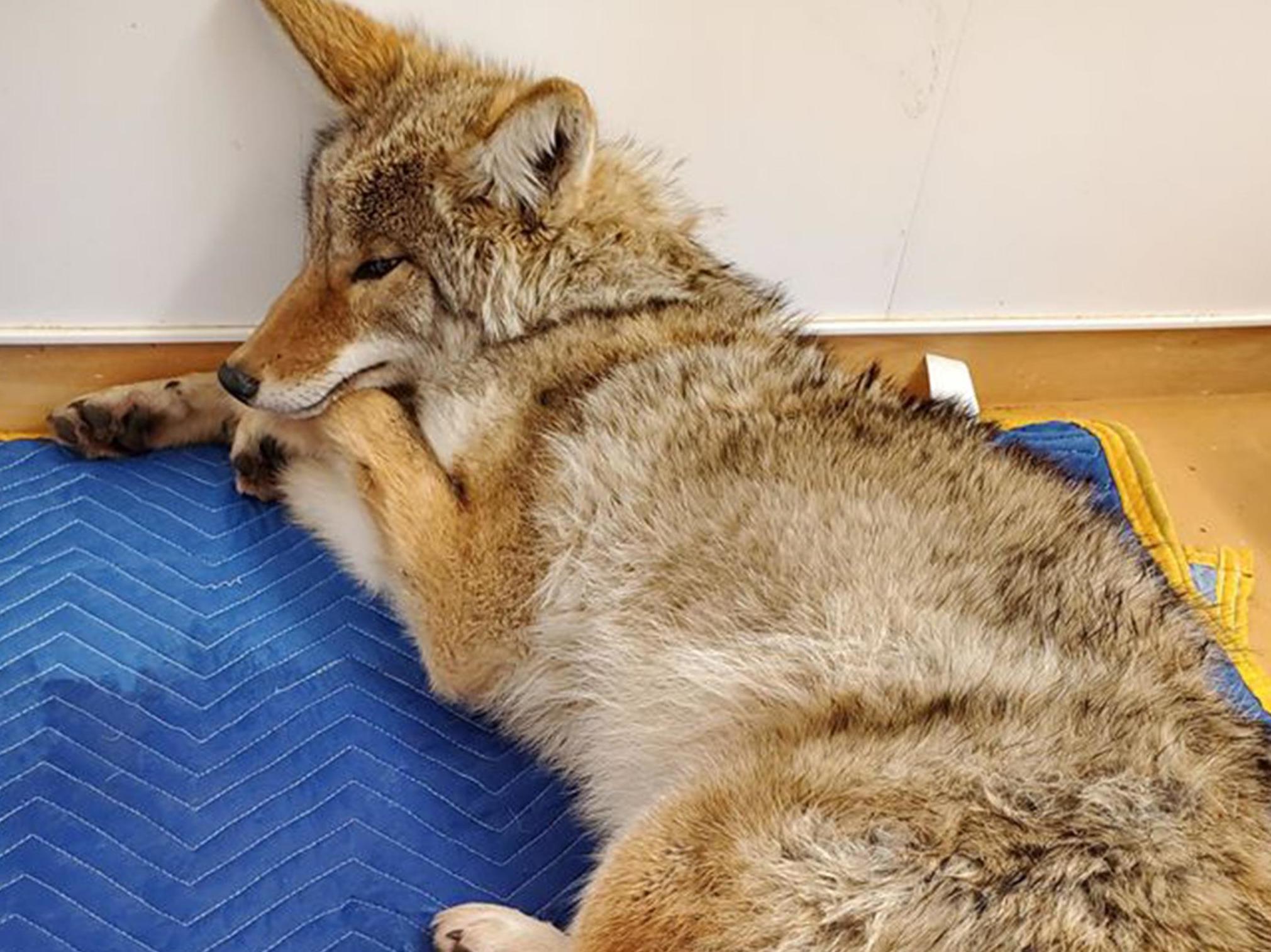 Having driven the animal to work Mr Boroditsky was informed it was, in fact, a coyote