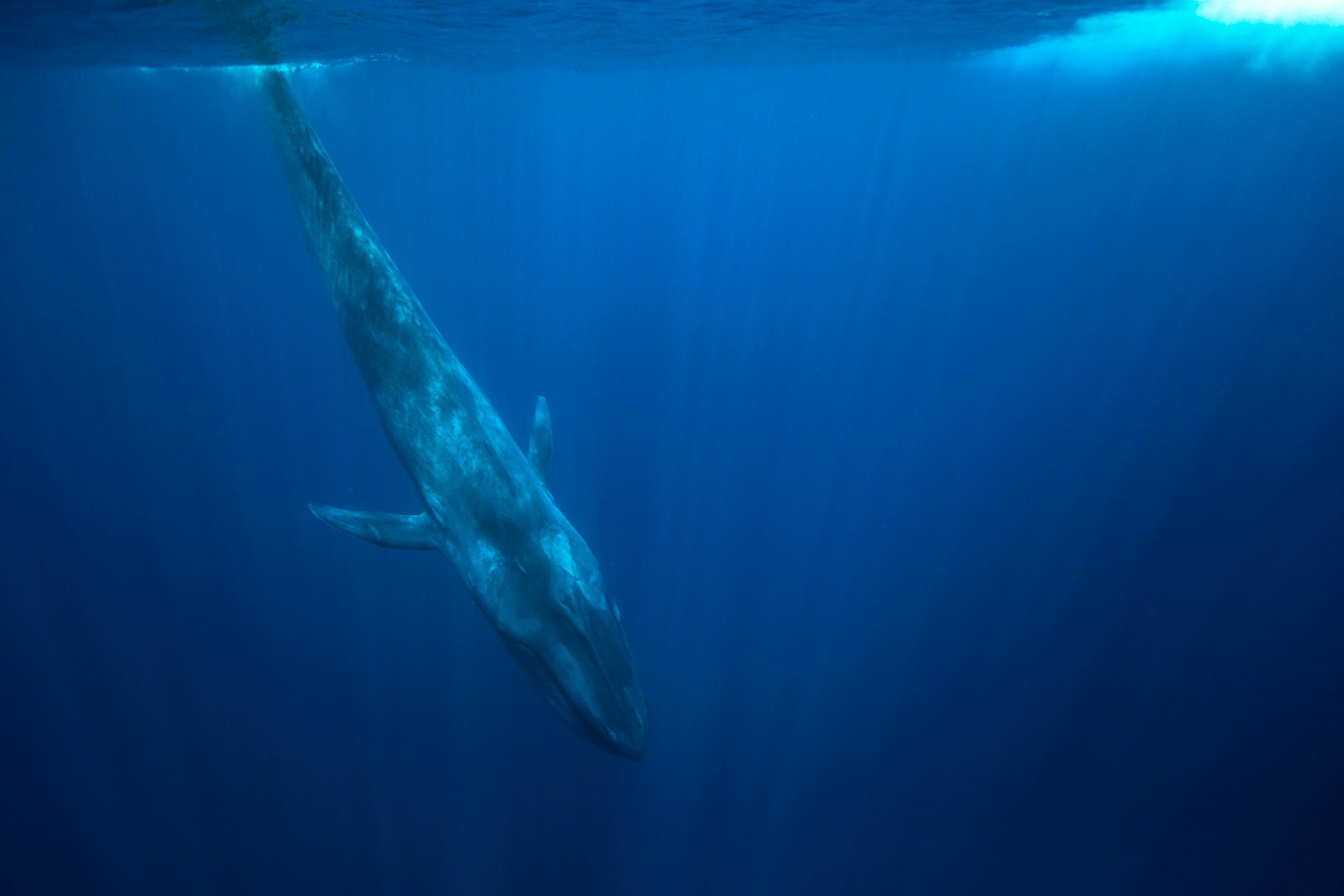 When the whale descends, its heart rate plummets too