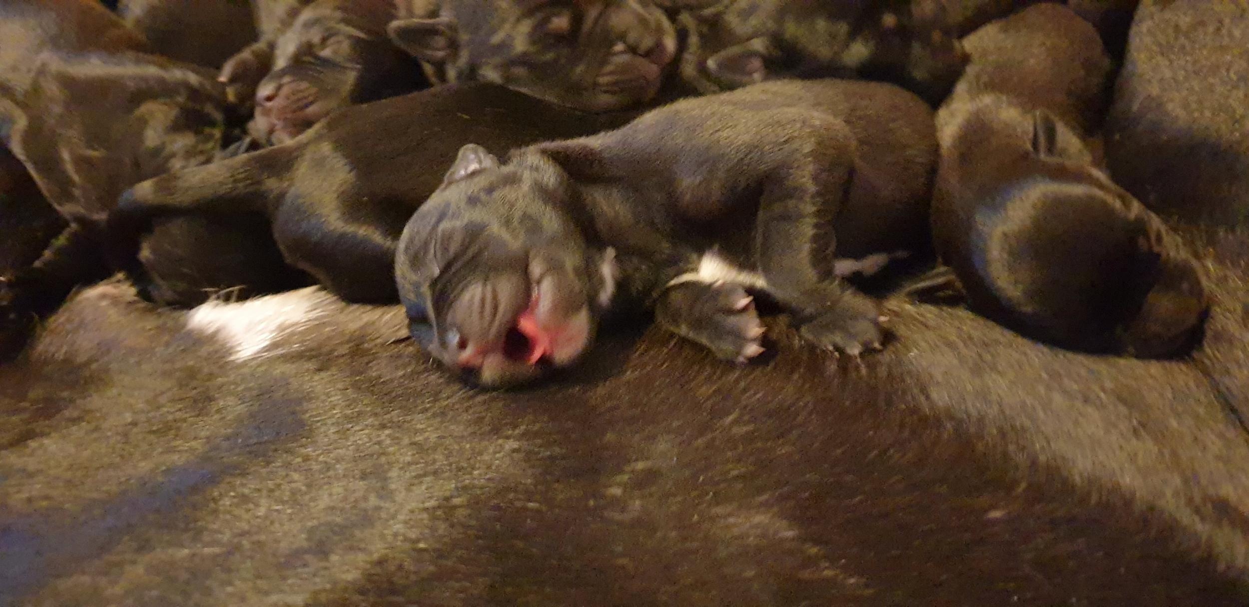 Puppies were born on 20 November (Joanne Hine/SWNS)