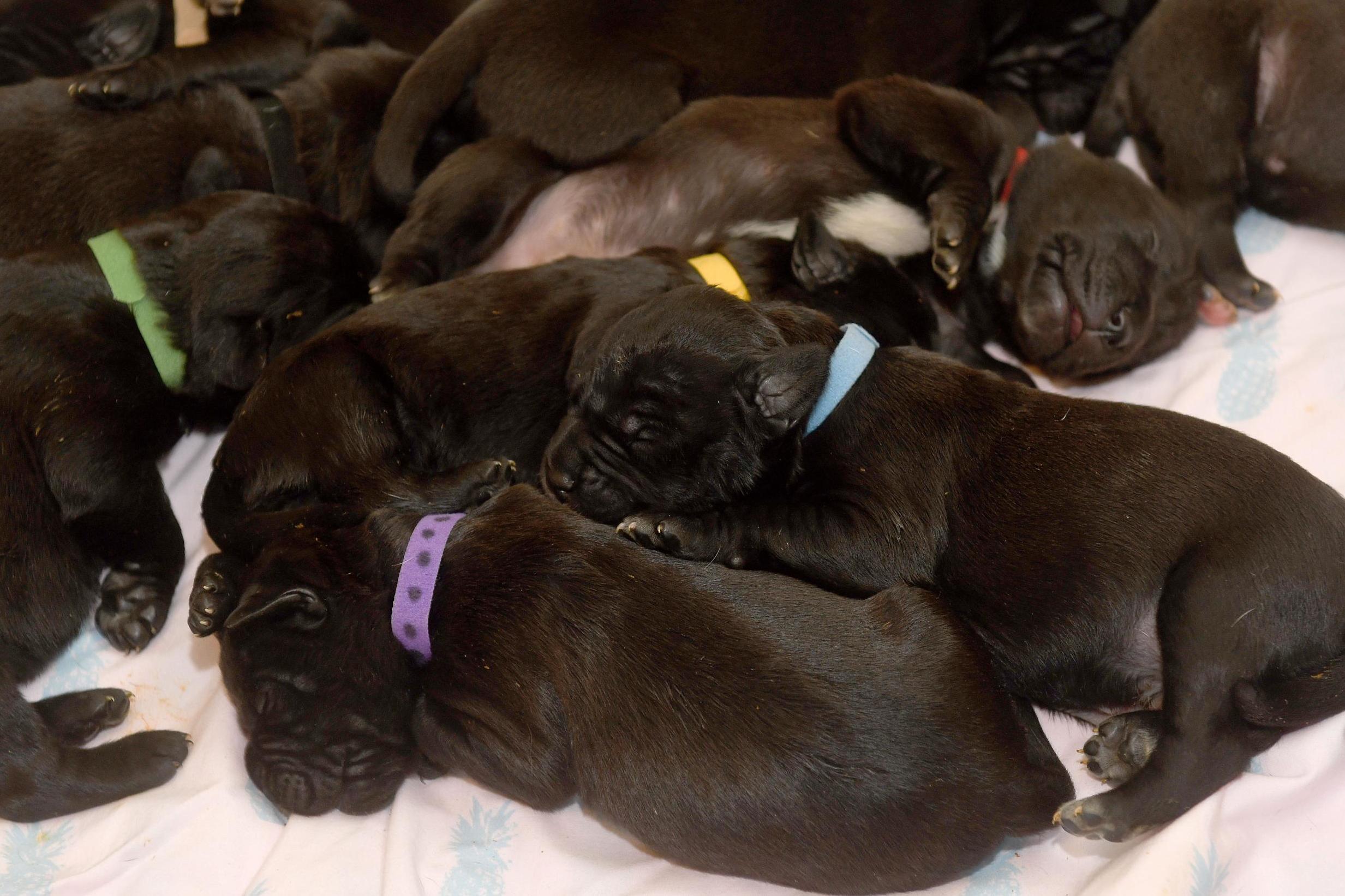 Puppies have all been named after chocolate bars (SWNS)