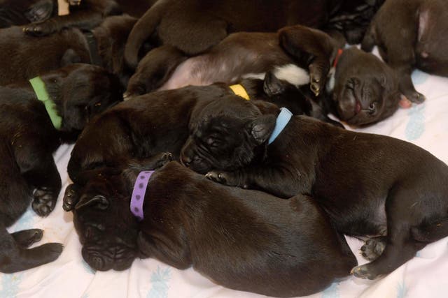 Puppies have all been named after chocolate bars (SWNS)