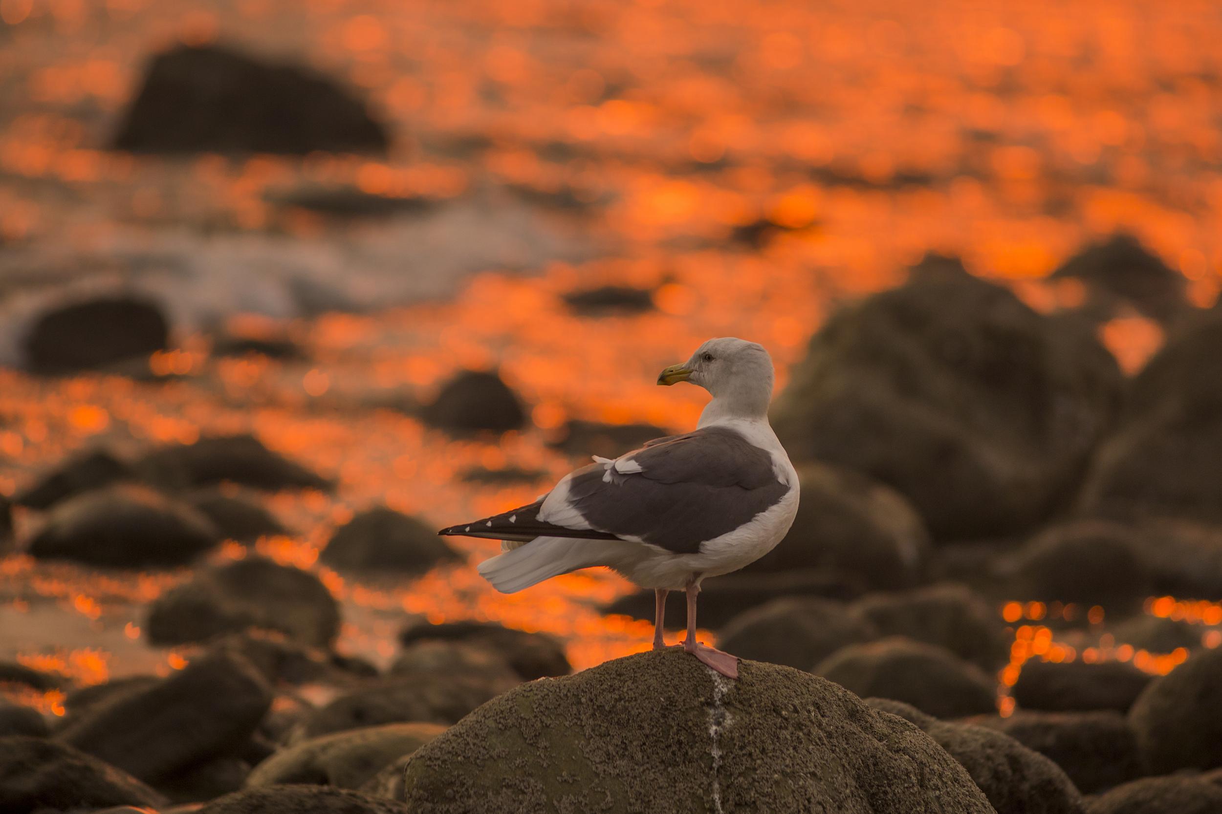 Winger: Warming temperatures seem to be having a pretty consistent and almost universal effect on a large number of different species