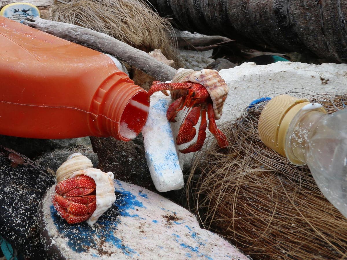 More than half a million hermit crabs killed by plastic waste on remote ...