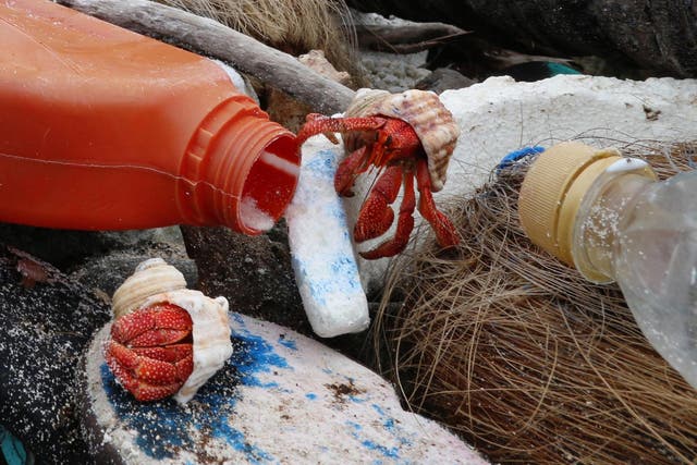 Hermit crabs are at risk of climbing into discarded plastic containers that they cannot get out of and dying inside them