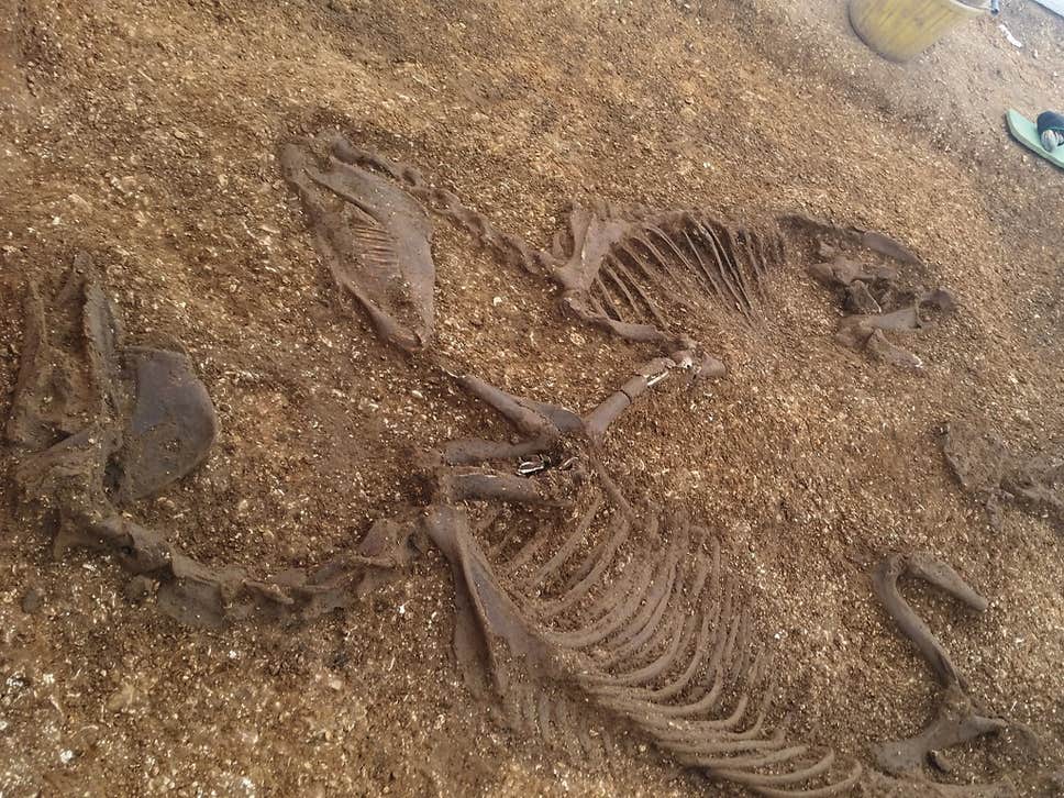 Celtic warrior from 2,000 years ago buried in chariot with weapons and ponies hailed as most important find of its kind in UK