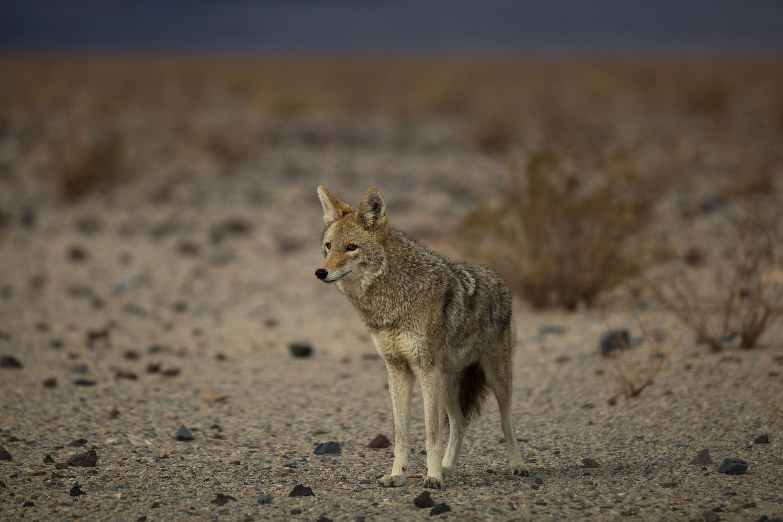 M-44 chemical traps spray a fatal dose of sodium cyanide on unsuspecting animals, including hundreds of coyotes every year