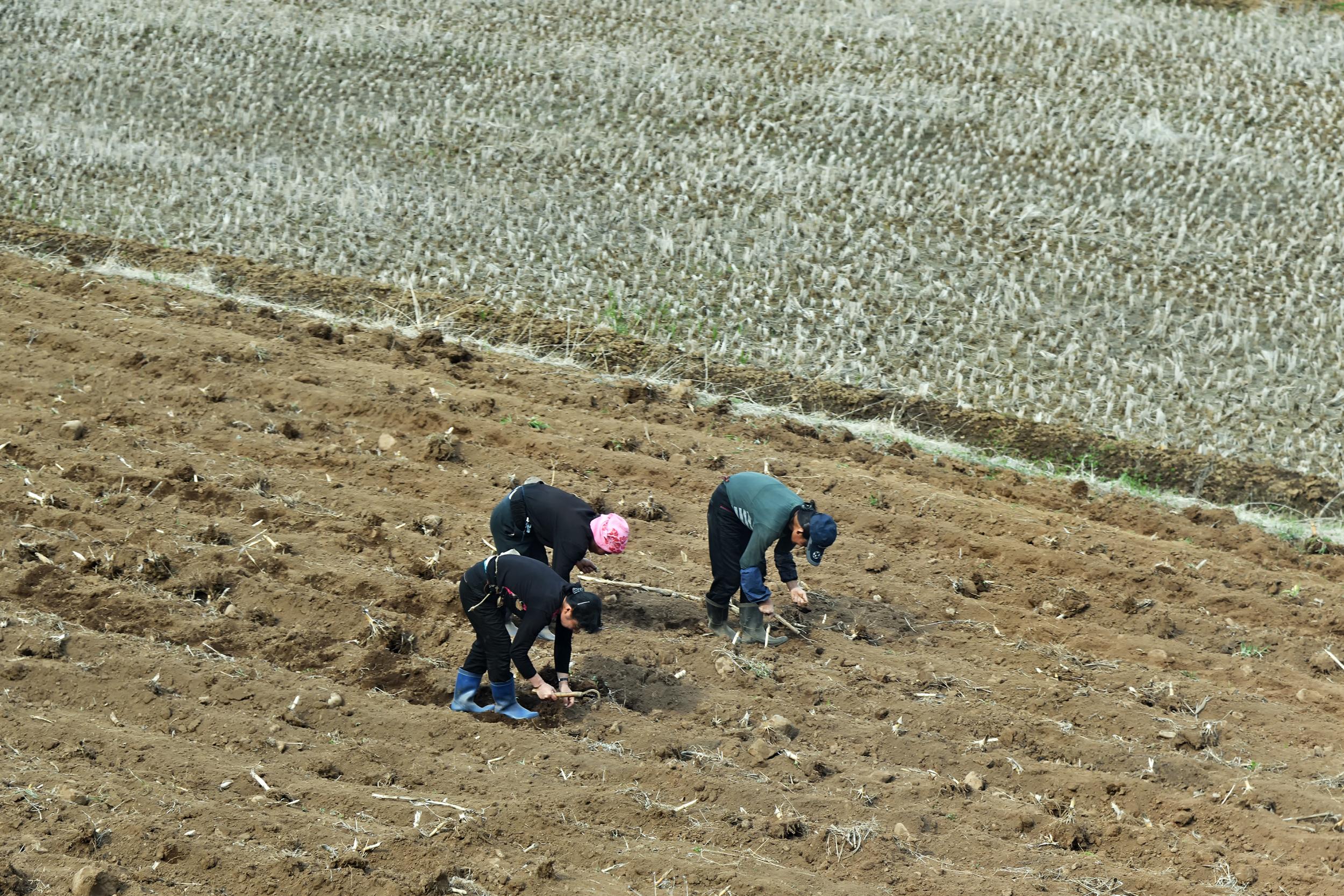 North Korean women pictured picking crops. More than 72 per cent of the 33,000 North Korean defectors in South Korea are women