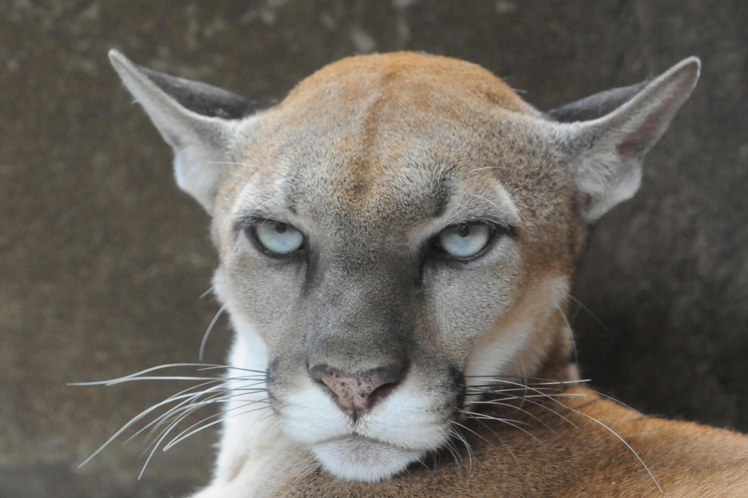 Woman punches mountain lion in face as it attacks her miniature schnauzer |  The Independent | The Independent