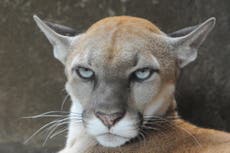 Woman punches mountain lion in face as it attacks her miniature schnauzer