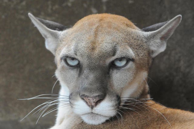 There are reports of other mountain lion sightings in the area
