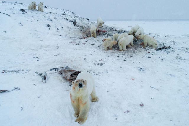 More than 50 polar bears have gathered on the edge of a village in Russia’s far north, environmentalists and residents said, as weak coastal ice leaves them unable to roam