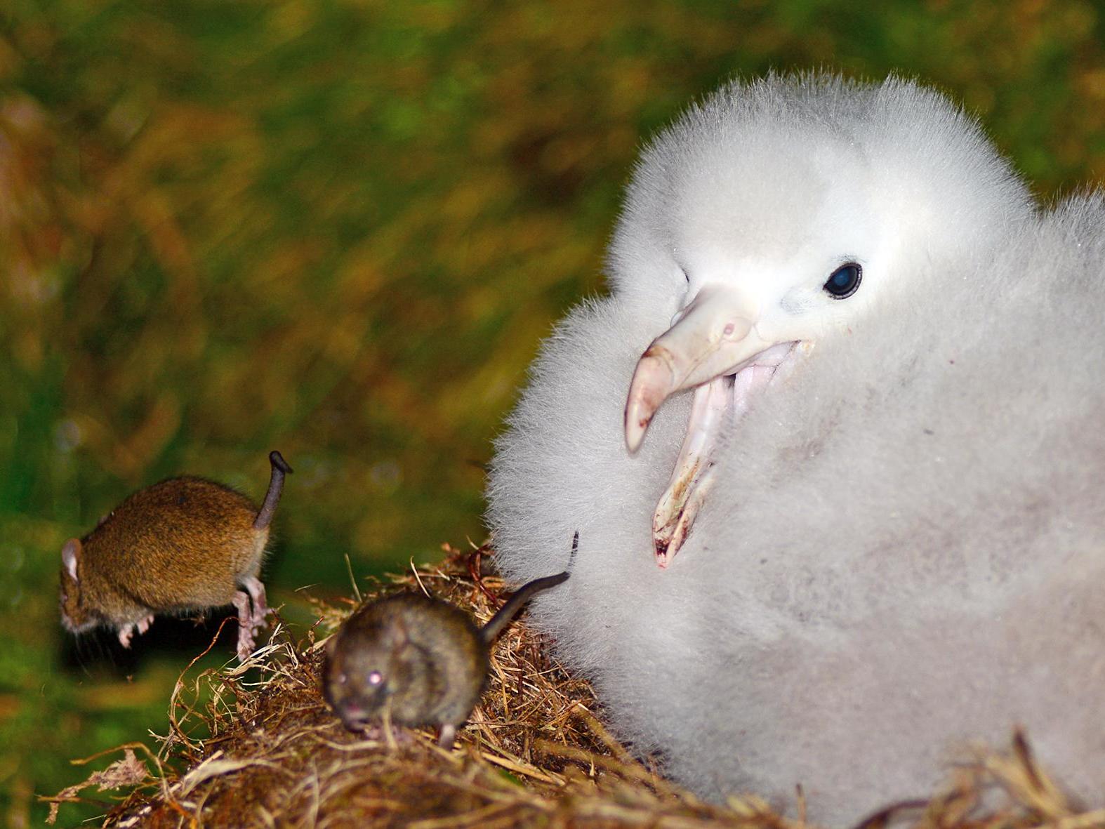 Mice spotted eating live albatross brains as rodents threaten to wipe out species
