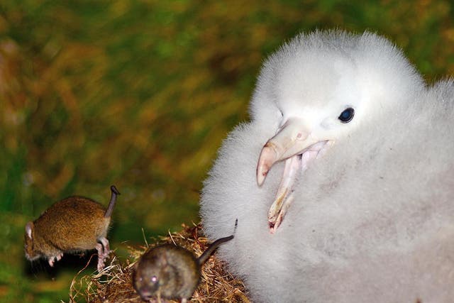 The rodents, accidentally introduced to the remote islands by sailors in the 19th century, are known to eat seabird eggs and chicks - but they have now been filmed attacking adult albatrosses for the first time