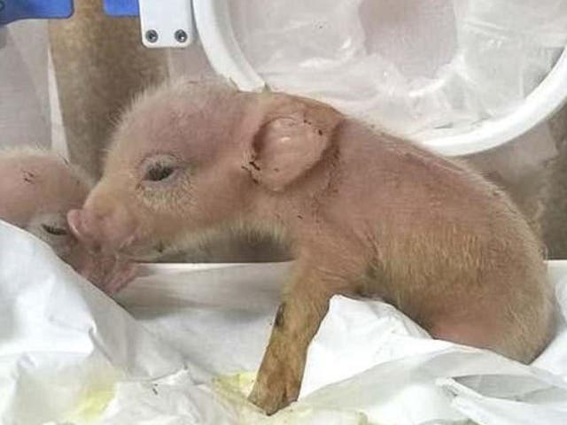 Two piglets were born with monkey DNA in their heart, liver, spleen, lung and skin