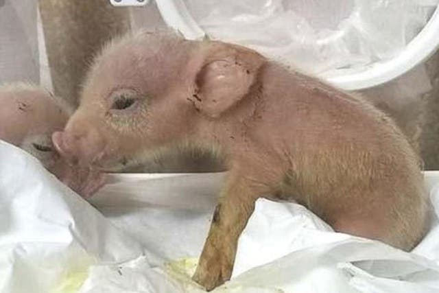 Two piglets were born with monkey DNA in their heart, liver, spleen, lung and skin