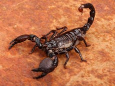 Man caught smuggling 200 live scorpions out of Sri Lanka