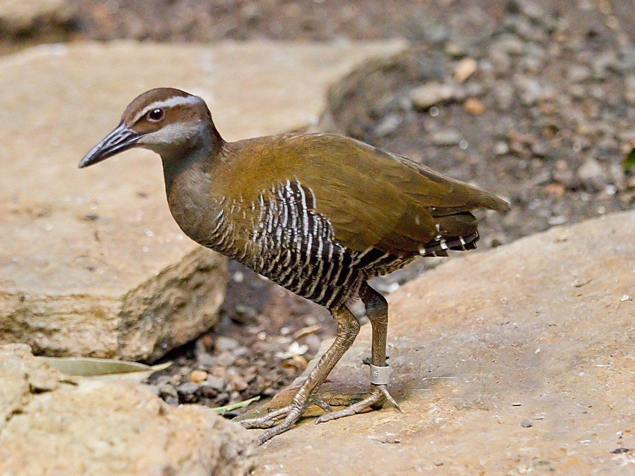 The Guam rail was believed to have gone extinct in 1987