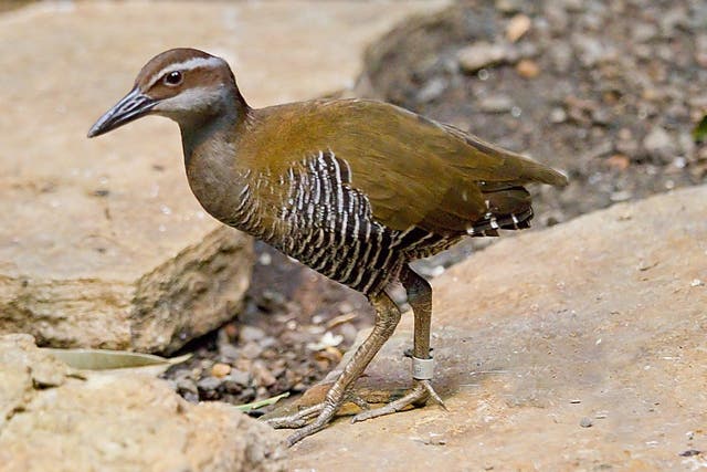 The Guam rail was believed to have gone extinct in 1987