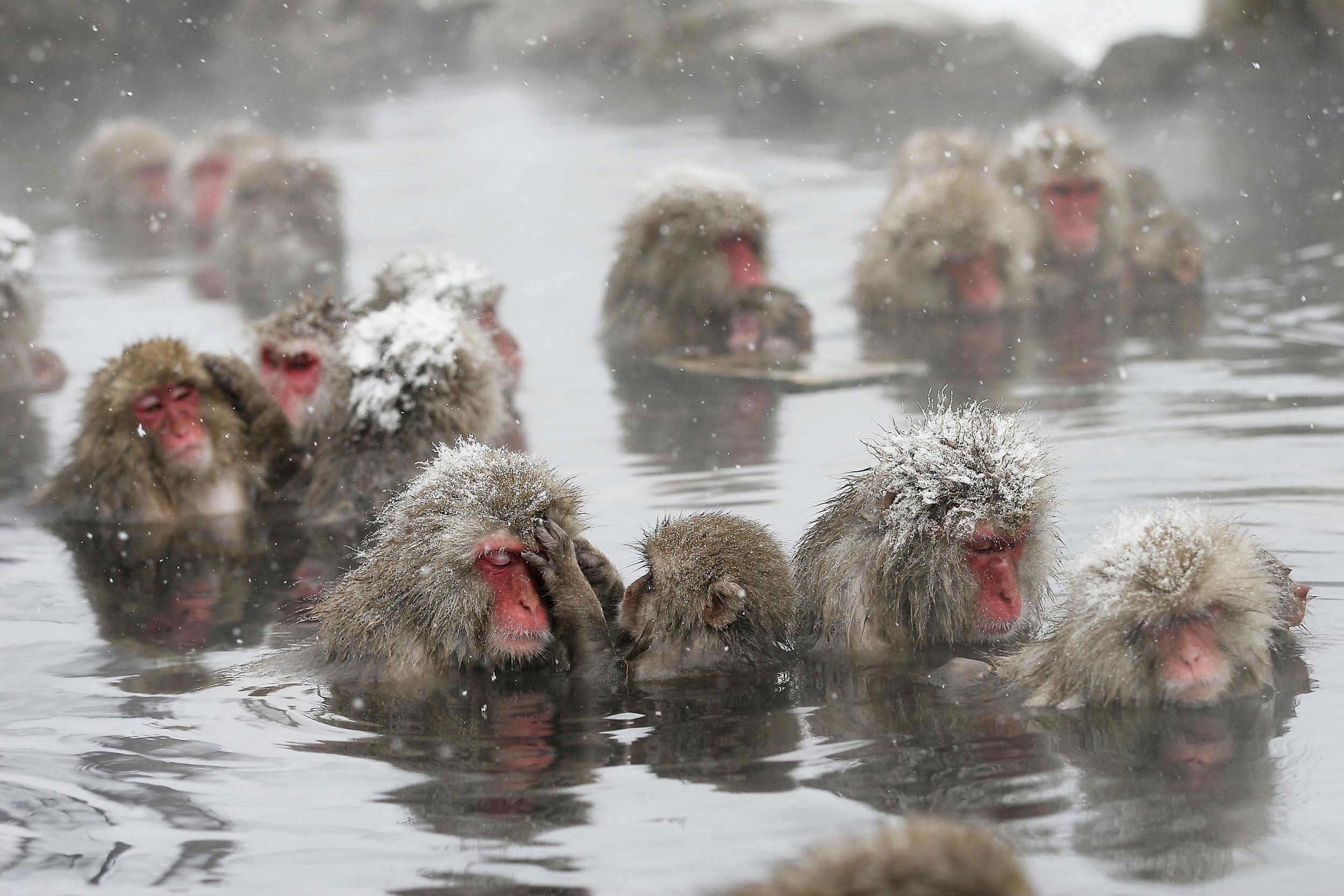 Macaques bathe high in the mountains of Japan’s Nagano prefecture