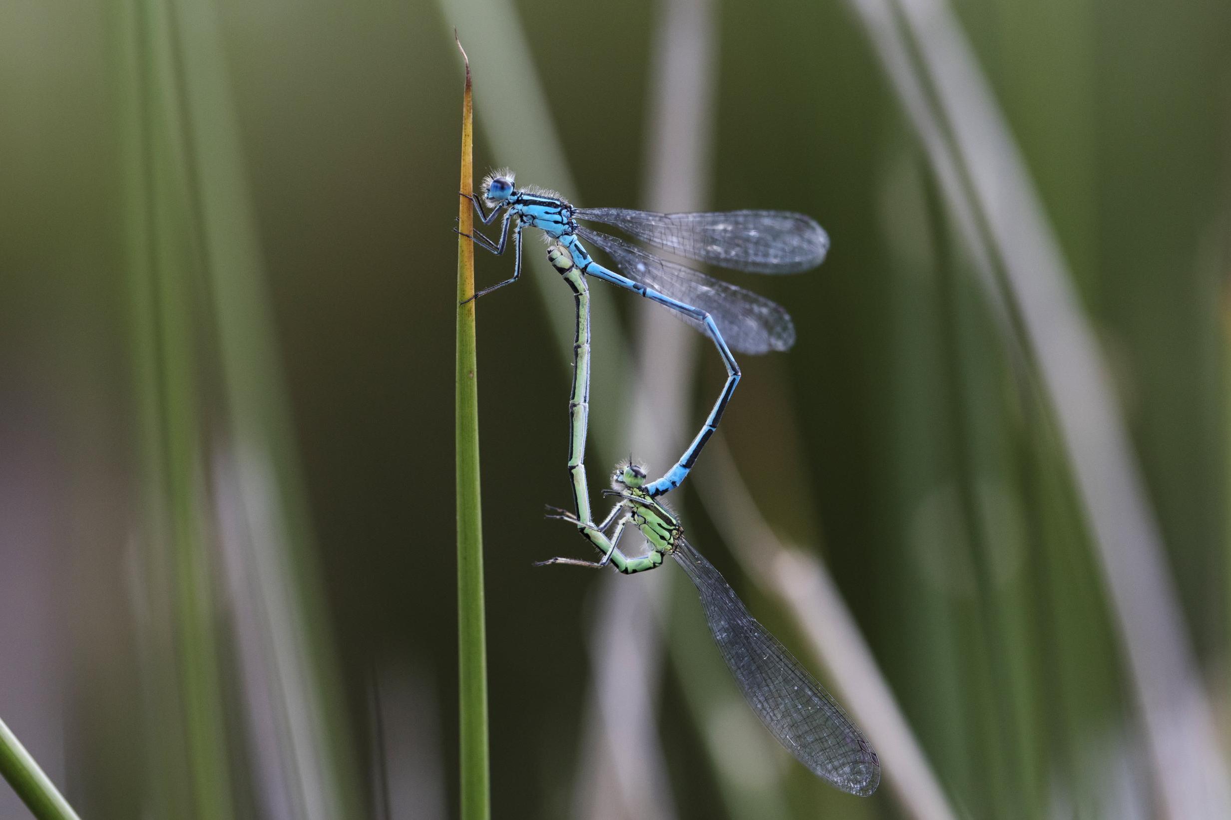 Same-sex coupling is common in damselflies (Getty)