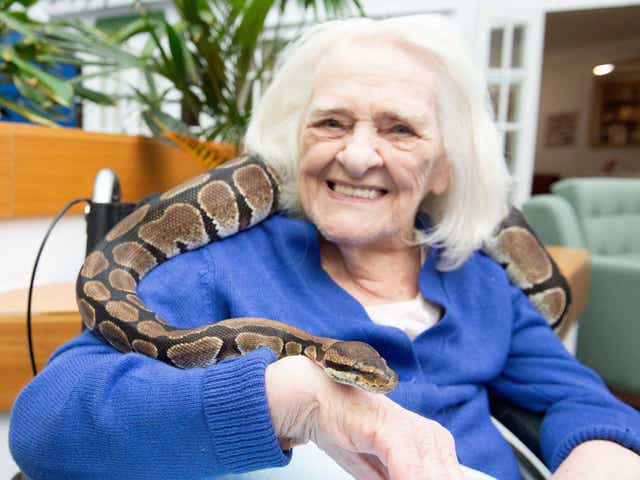 Betty Asprey, 92, meets a boa constrictor at a Bupa care home in Barnet