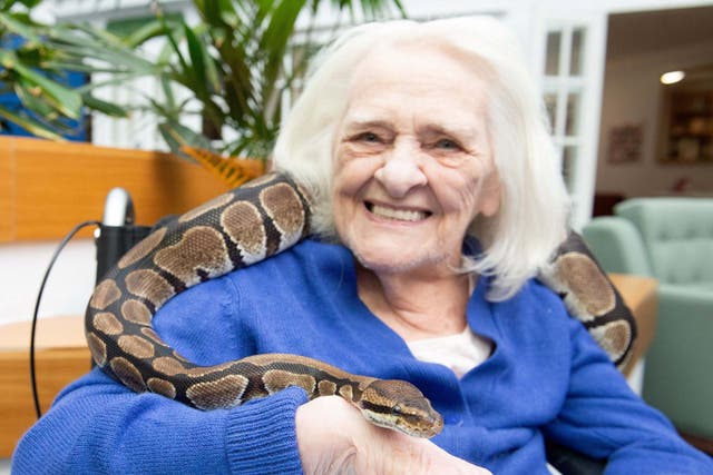 Betty Asprey, 92, meets a boa constrictor at a Bupa care home in Barnet