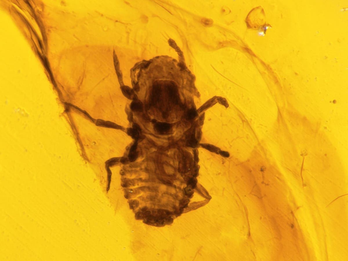 Parasitical toothed insects which sucked blood of dinosaurs discovered in 100-million-year-old amber