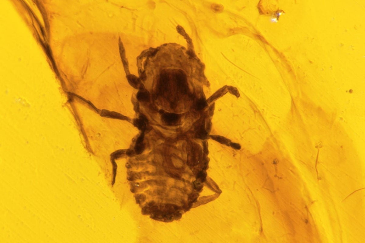 Parasitical toothed insects which sucked blood of dinosaurs discovered ...