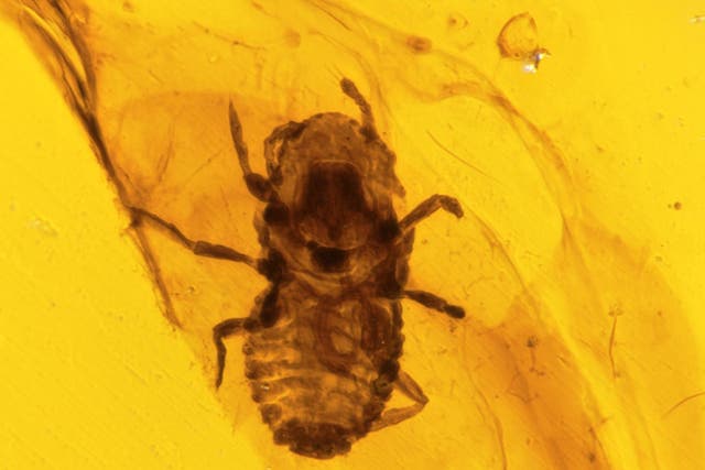Mesophthirus engeli, a species of bloodsucking insect found preserved in 100-year-old amber