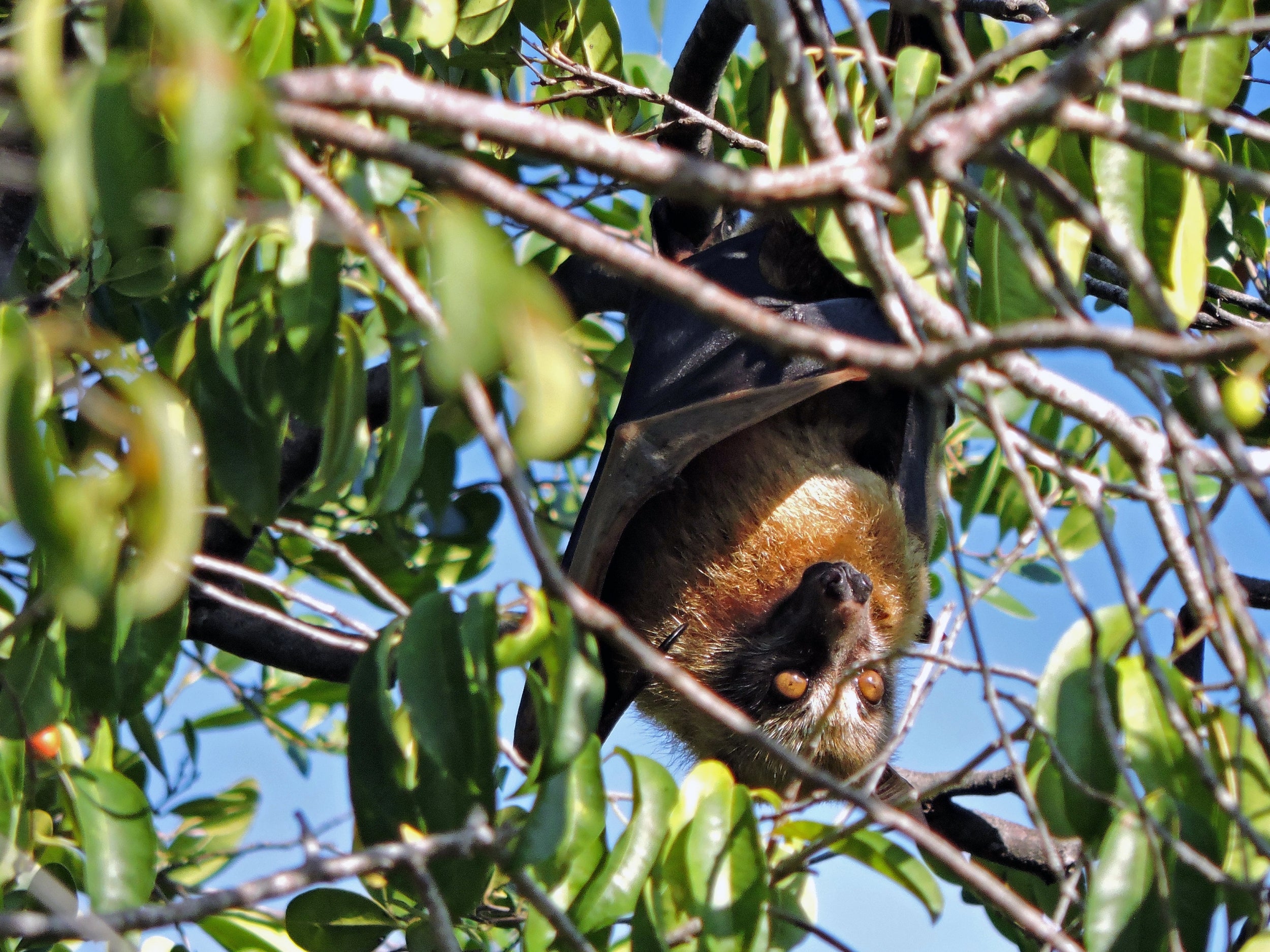 Bats have been shown to pollinate durians in Indonesia