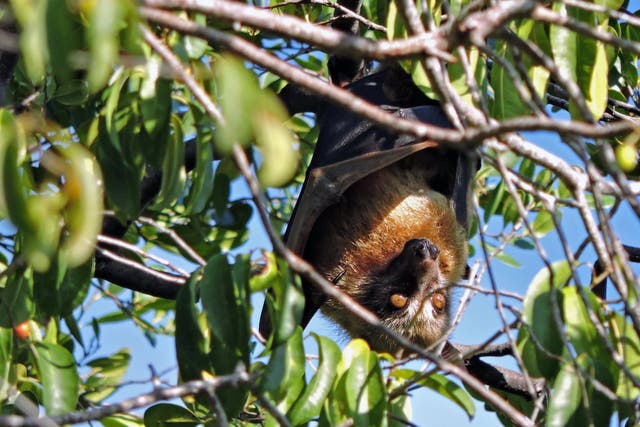 Bats have been shown to pollinate durians in Indonesia