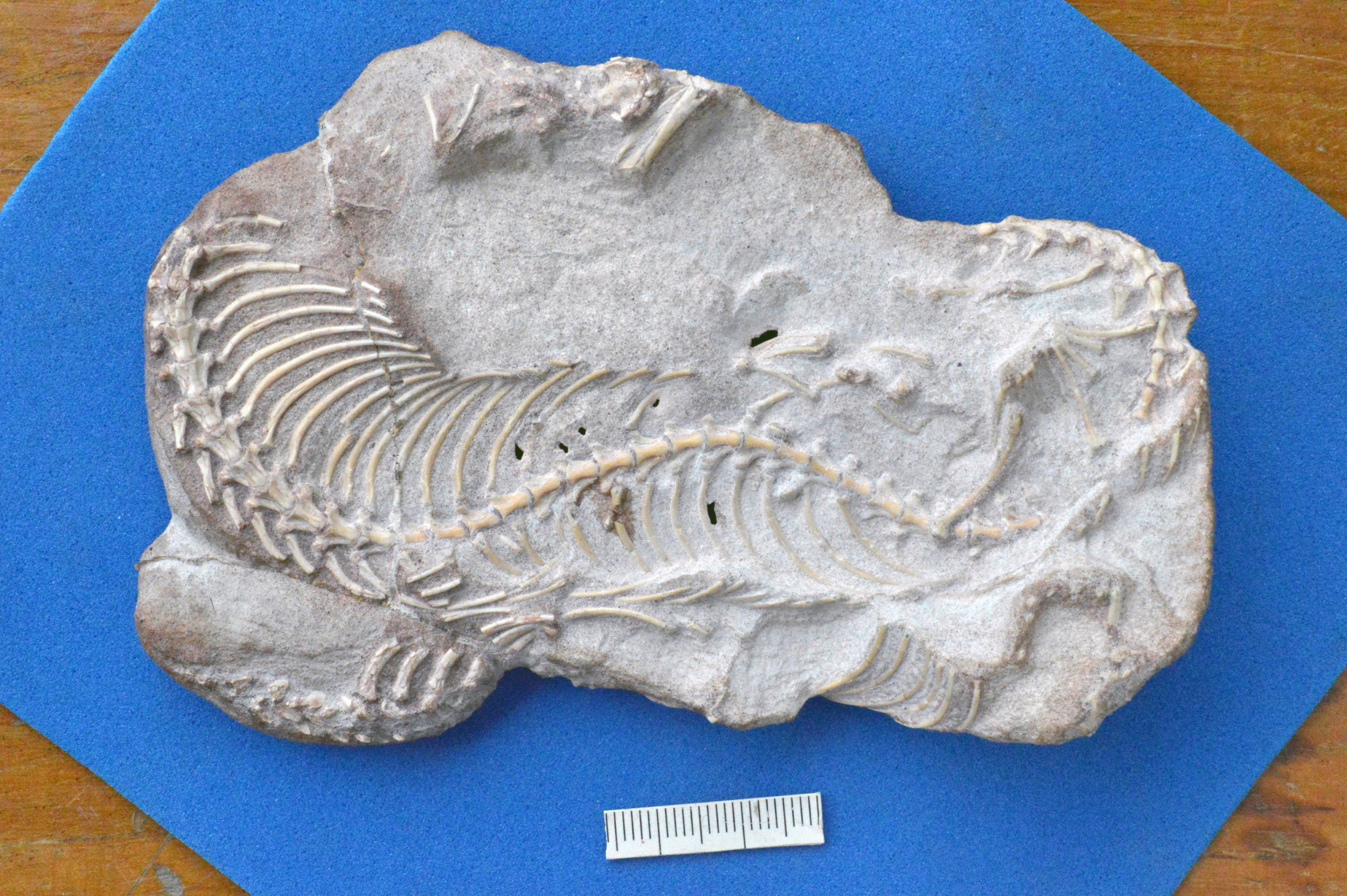 A fossil belonging to the extinct snake group Najash, which still retained their hind legs