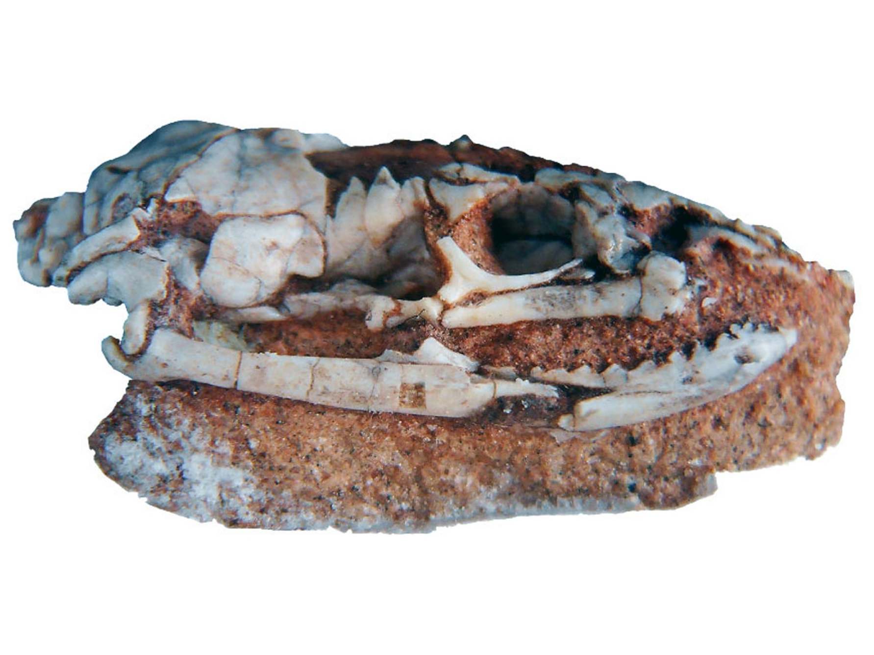 This find is the most complete Mesozoic snake skull known