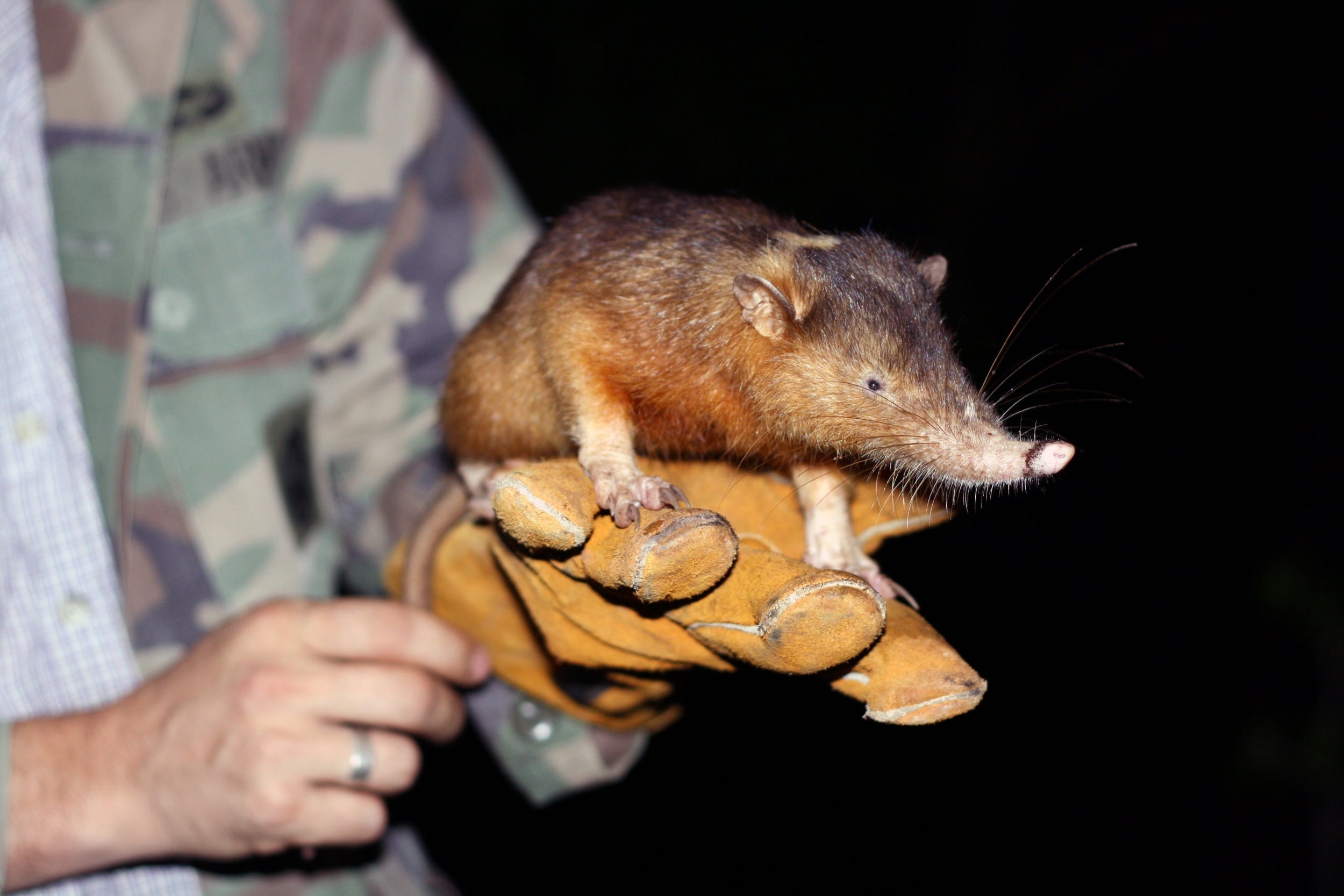 The Hispaniolan solenodon lives in the forests of the Dominican Republic and Haiti