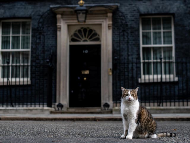 Both Conservatives and Labour would expand mandatory microchipping to cats, including Larry of Downing Street
