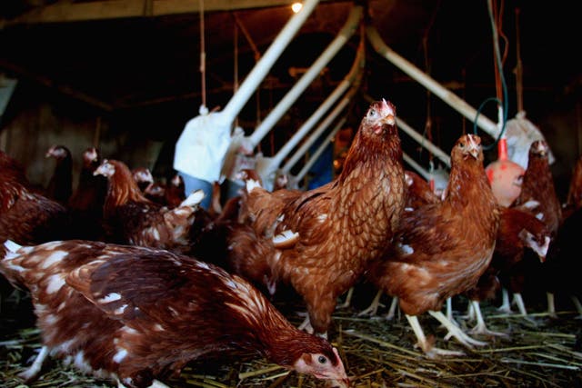 Cases of bird flu have been confirmed at a chicken farm in Suffolk