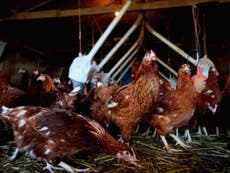 27,000 chickens to be culled after bird flu confirmed at Suffolk farm