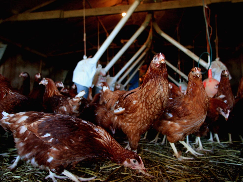 Bird Flu 27000 Chickens To Be Culled After Outbreak Confirmed At 
