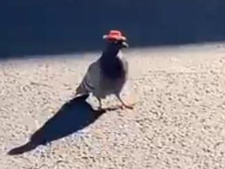 Pigeons sporting cowboy hats have been spotted around Las Vegas in recent weeks
