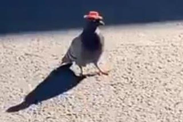Pigeons sporting cowboy hats have been spotted around Las Vegas in recent weeks
