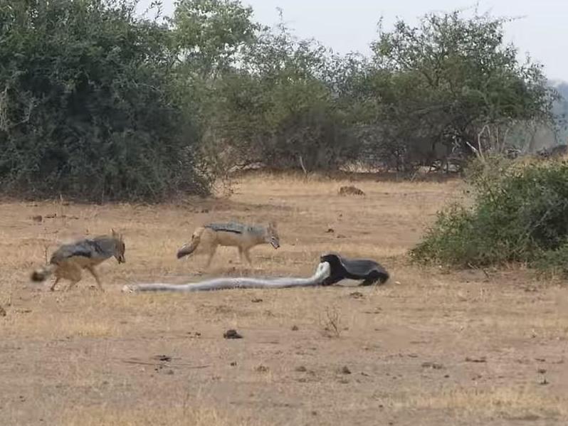 Honey Badger Python And Jackals Filmed In Fight As Buffalo Looks