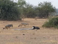 Honey badger, python and jackals fight in 'amazing' video