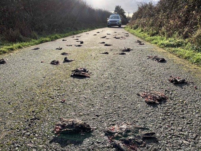 Hundreds of starlings found mysteriously dead in Wales