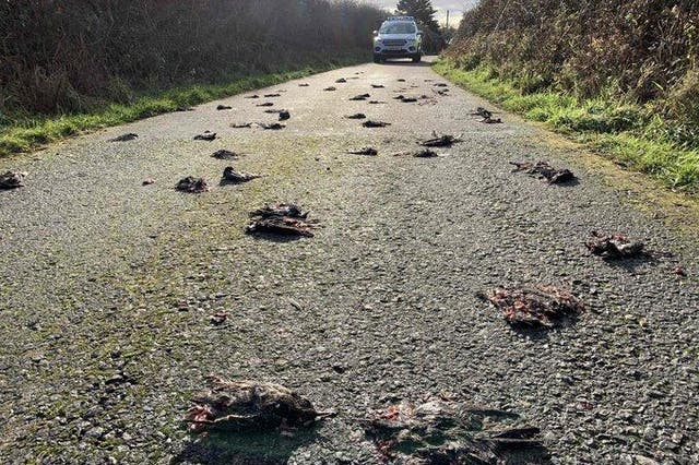 Hundreds of starlings were found dead on a road under mysterious circumstances