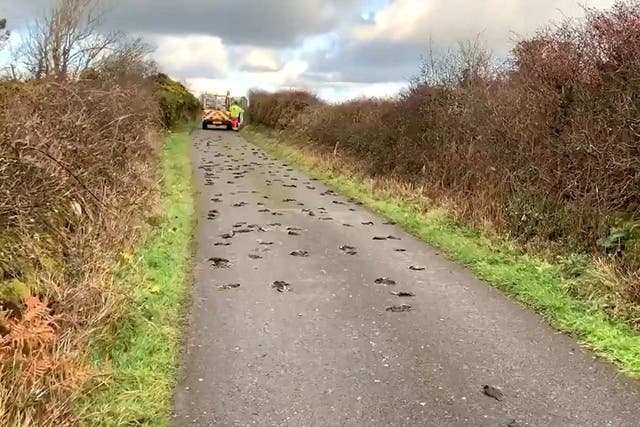 Hundreds of starlings were found on a road in North Wales, an hour after being spotted in the sky