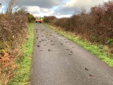 ‘Complete mystery’ as hundreds of dead birds found on road in Anglesey