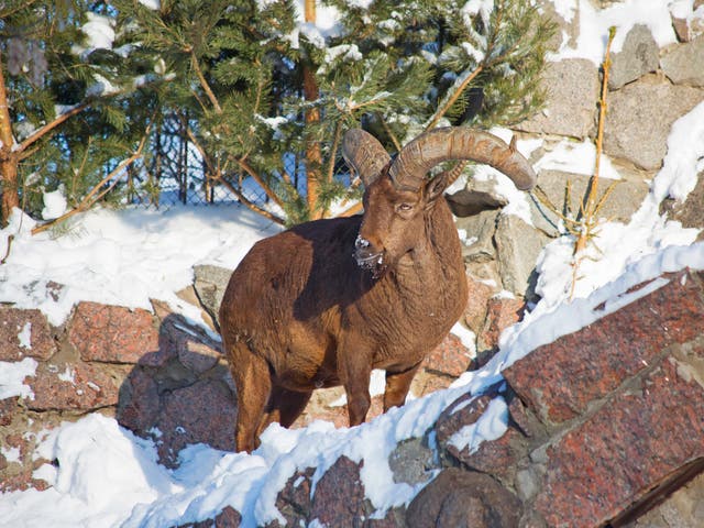 Argali is a mountain sheep with a steep curved heavy horns