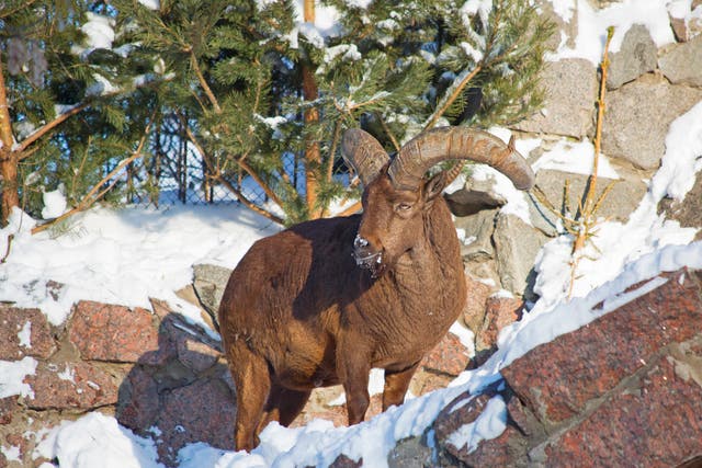 Argali is a mountain sheep with a steep curved heavy horns